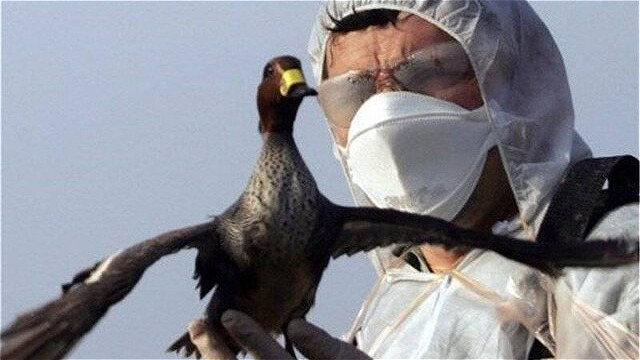 تاکنون موردي  از آنفلوانزاي  فوق حاد پرندگان  در آذربايجان غربي  گزارش نشده است
