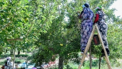 آغاز برداشت محصول سیب در باغات آذربایجان غربی