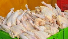قیمت مرغ در ماه رمضان گران نمی شود