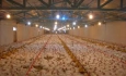 روش های حرفه ای برای افزایش راندمان تولید مرغ دراستان