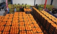 توزیع ۵۶۰ تن سیب و پرتقال تنظیم بازاری در آذربایجان غربی