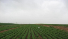 گسترش باغات دیم در آذربایجان غربی اشتغال‌زا  درآمدزا و اجرایی