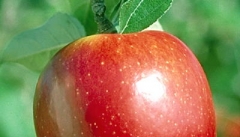 پیش بینی افزایش قیمت سیب در آذربایجان غربی