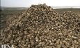 کاهش سطح زیر کشت چغندر قند در آذربایجان غربی