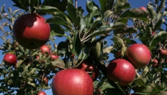 اندر حکایت مصائب باغداران سیب درختی  آذربایجان غربی