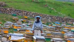 دلالی؛ معضلی مهم در صنعت زنبورداری