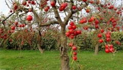 نابودی ۴۸ درصد سیب آذربایجان غربی