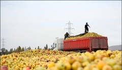 کاهش تعرفه واردات سیب یا افزایش پلکانی قیمت‌ها