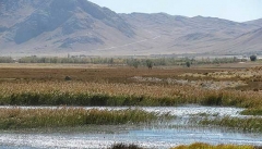 پرغذایی حیات آبزیان تالاب‌های آذربایجان غربی  را تهدید می‌کند