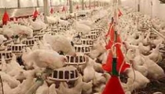 چالش‌های صنعت ریسک‌پذیر مرغداری  در آذربایجان غربی