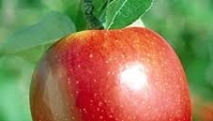 قیمت سیب آذربایجان غربی ۶ تا ۸ هزار تومان پولی که نصیب کشاورز نمی‌شود