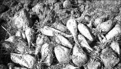 ساماندهی کشاورزی در اطراف دریاچه ارومیه  سطح کشت چغندر قند کاهش می‌یابد