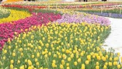 اجرای دومین جشنواره گل‌ها و لاله‌ها در ۲۰ خرداد