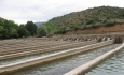 گسترش مزارع غیرمجاز پرورش ماهی  در آذربایجان غربی