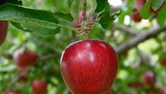 ارقام و پایه‌های  سیب در استان  اصلاح می‌شود