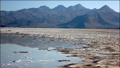 شوری آب دریاچه ارومیه تنوع زیستی  را کاهش داده است