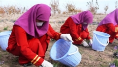 تاثیر کشت زعفران و پسته در اقتصاد  آذربایجان غربی