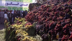 برگزاری جشنواره انگور در راستای معرفی آیین‌های سنتی منطقه
