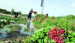 ۸۵ درصد آب آذربایجان غربی در بخش کشاورزی مصرف می شود