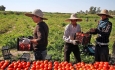 تلخکامی گوجه فرنگی کاران آذربایجان غربی  از قیمت و دلالی ها