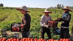 تلخکامی گوجه فرنگی کاران آذربایجان غربی  از قیمت و دلالی ها