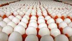 چالش‌های صنعت تولید مرغ و تخم مرغ  در آذربایجان غربی