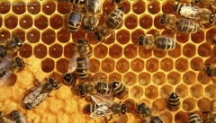 بهره برداری از نخستین آزمایشگاه مرجع زنبور عسل کشور  در آذربایجان غربی