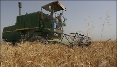 ذخیره سازی گندم در سیلوهای آذربایجان غربی کمتر از ظرفیت است