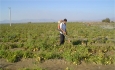 ضرورت تجاری سازی نتایج پژوهش های کشاورزی  آذربایجان غربی