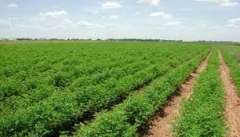 لزوم راه اندازی بورس کالای کشاورزی در استان