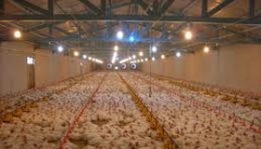 روش های حرفه ای برای افزایش راندمان تولید مرغ دراستان