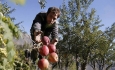 صادرات سیب استان صفر شده است