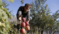 صادرات سیب استان صفر شده است