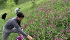 ضرورت راه‌اندازی مرکز رشد فناوری فرآورده‌های  گیاهان دارویی در استان