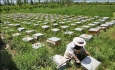 راهکارهای افزایش بهره‌وری و کاهش هزینه‌های  تولید عسل استان