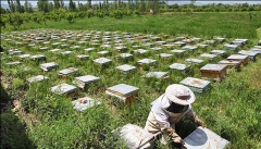 راهکارهای افزایش بهره‌وری و کاهش هزینه‌های  تولید عسل استان