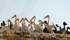 روزگاری هزاران پلیکان آرامش را در جزایر  دریاچه ارومیه می یافتند