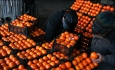 دولت  واکنشی به ورود۲هزار تن پرتقال آلوده نشان  نداده است