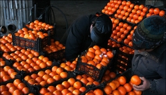 دولت  واکنشی به ورود۲هزار تن پرتقال آلوده نشان  نداده است
