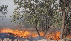 رشد دو برابری آتش سوزی درمراتع و جنگل های استان