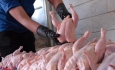 ظرفیت های بی_بدیل آذربایجان غربی برای صادرات مرغ