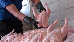 ظرفیت های بی_بدیل آذربایجان غربی برای صادرات مرغ