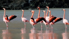 مرگ مشکوک۲۰۰۰ پرنده دراطراف دریاچه ارومیه