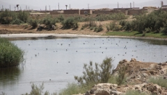 کشاورزی تأثیری بر منابع آبی دریاچه ارومیه ندارد