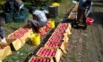 توافق اتاق بازرگانی ارومیه وعراق برای صادرات  ۲۰۰هزارتنی سیب