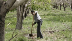 مشکلات باغداری استان با ایجاد زنجیره غذایی رفع می‌شود