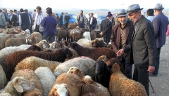 تعطیلی میادین دواب آذربایجان غربی به علت شیوع تب برفکی