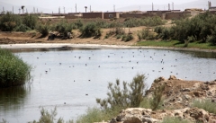رشد پوشش گیاهی جدید در دریاچه ارومیه در نتیجه  شرایط کم آبی