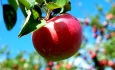 افزایش قیمت تمام شده سیب درختی از مشکلات  باغداران استان است