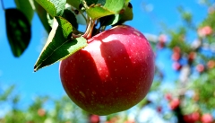 افزایش قیمت تمام شده سیب درختی از مشکلات  باغداران استان است